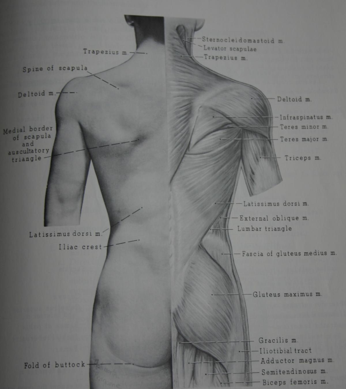 Már 14 nap inaktivitás csökkenti az izomerőt