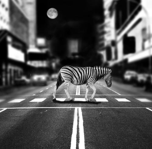 Az oroszlán és a zebra – avagy a társadalmi stressz