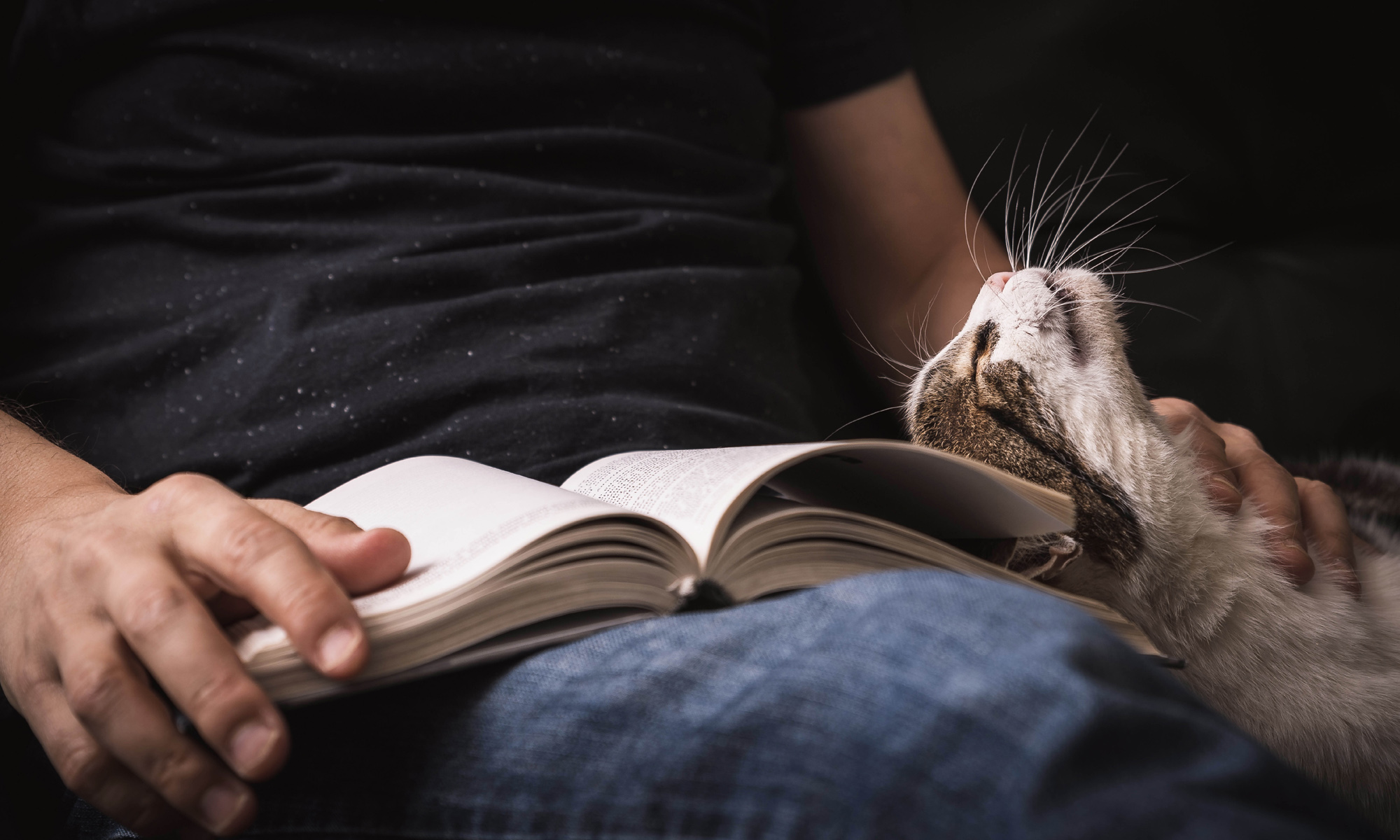 A macskák is kötődnek?