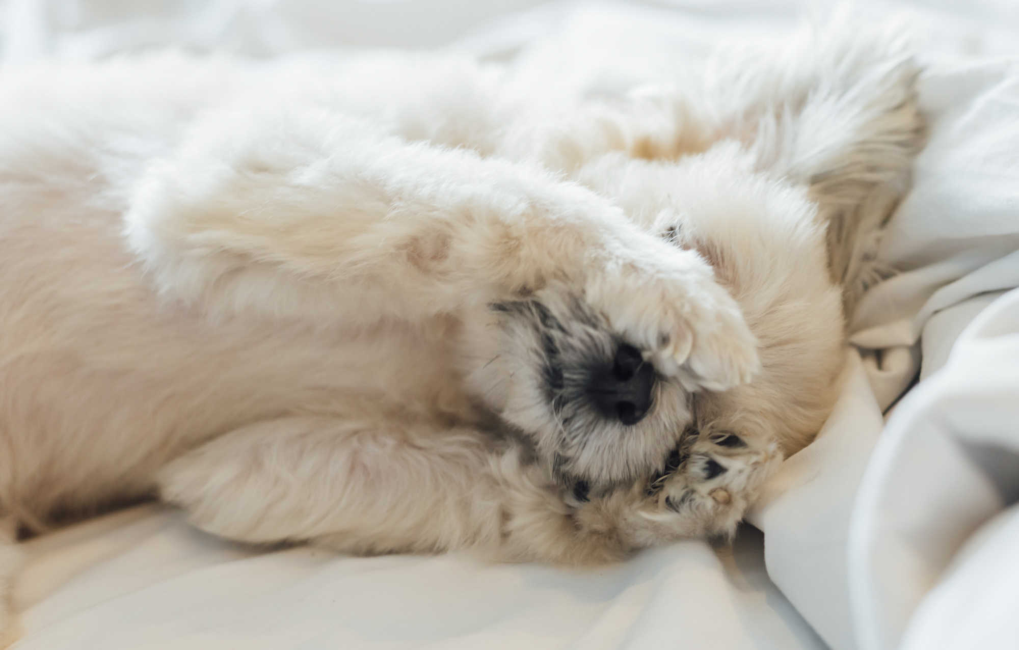 Miről álmodnak háziállataink?