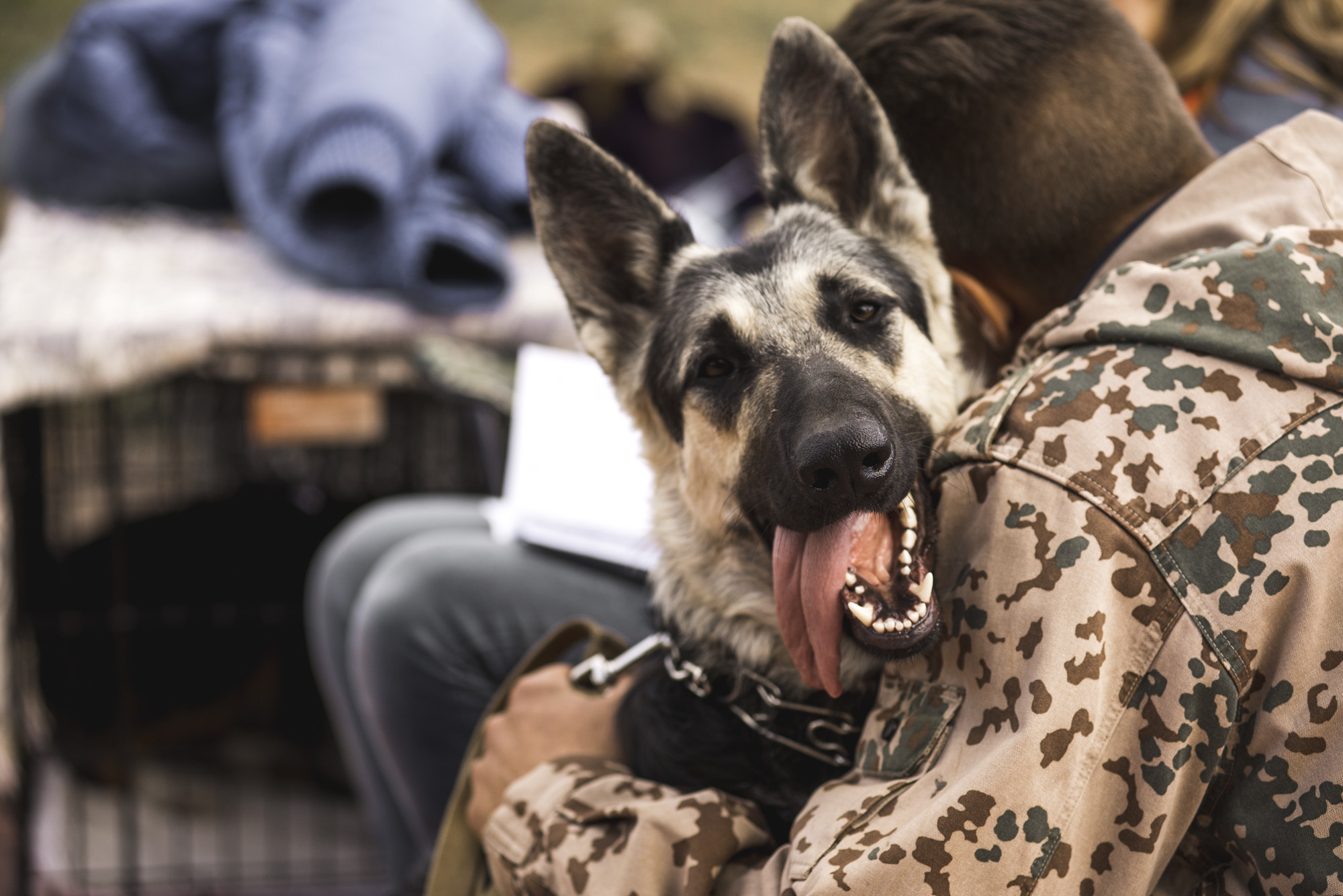 PTSD-t kiszimatoló kutyák