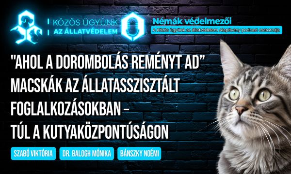 Ahol a dorombolás reményt ad - túl a kutyaközpontúságon: Macskák az állatasszisztált foglalkozásokban