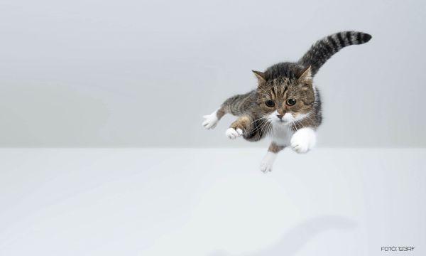 Miért esnek talpra a macskák?